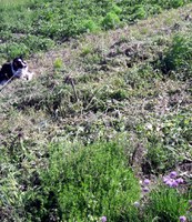 Unerlaubtes Mähen und weitere Zerstörung