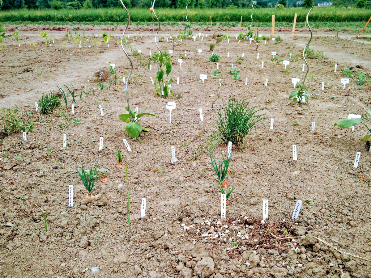 Frisch gepflanzt im ersten Gartenjahr